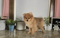 Molly , a female Pomeranian for sale in Montgomery, IN – Photo 6 of 9