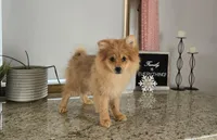 Molly , a female Pomeranian for sale in Montgomery, IN – Photo 9 of 9
