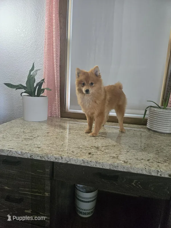 Molly  – Pomeranian puppy for sale in Montgomery, IN