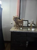 Puff, a male Pomeranian for sale in Montgomery, IN – 7 of 7