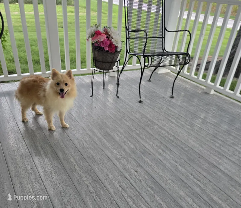 Maverick  – Pomeranian puppy for sale in Montgomery, IN