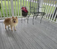 Maverick , a male Pomeranian for sale in Montgomery, IN – 1 of 9
