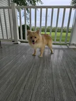Maverick , a male Pomeranian for sale in Montgomery, IN – 8 of 9
