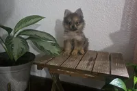 Jack , a male Pomeranian for sale in Montgomery, IN – 1 of 10