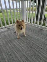 Maverick , a male Pomeranian for sale in Montgomery, IN – 5 of 9