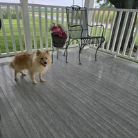 Maverick , a male Pomeranian for sale in Montgomery, IN – 2 of 9