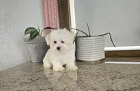 Snowfluff, a male Maltese for sale in Montgomery, IN – Photo 7 of 8