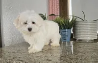 Snowfluff, a male Maltese for sale in Montgomery, IN – Photo 6 of 8