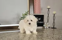 Snowfluff, a male Maltese for sale in Montgomery, IN – Photo 2 of 8