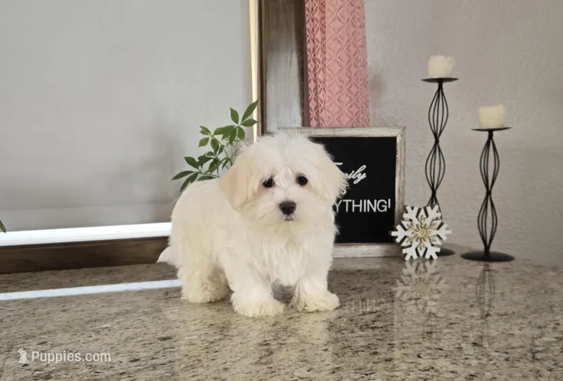 Snowfluff – Maltese puppy for sale in Montgomery, IN