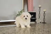Snowfluff, a male Maltese for sale in Montgomery, IN – Photo 1 of 8