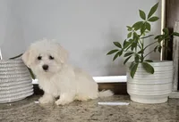 Snowfluff, a male Maltese for sale in Montgomery, IN – Photo 8 of 8