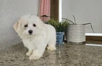 Snowfluff, a male Maltese for sale in Montgomery, IN – Photo 5 of 8