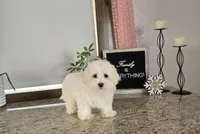 Snowfluff, a male Maltese for sale in Montgomery, IN – Photo 3 of 8
