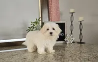 Snowfluff, a male Maltese for sale in Montgomery, IN – Photo 4 of 8