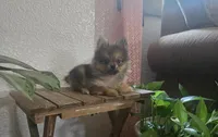 Jack , a male Pomeranian for sale in Montgomery, IN – 7 of 10
