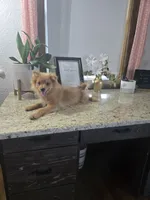 Puff, a male Pomeranian for sale in Montgomery, IN – 3 of 7