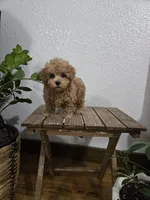 Rudy , a female Poodle - Toy  for sale in Montgomery, IN – Photo 6 of 10