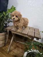 Rudy , a female Poodle - Toy  for sale in Montgomery, IN – Photo 4 of 10