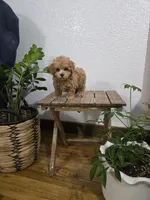 Rudy , a female Poodle - Toy  for sale in Montgomery, IN – Photo 8 of 10