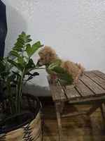 Rudy , a female Poodle - Toy  for sale in Montgomery, IN – Photo 9 of 10