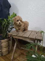 Rudy , a female Poodle - Toy  for sale in Montgomery, IN – Photo 10 of 10