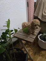 Rudy , a female Poodle - Toy  for sale in Montgomery, IN – Photo 5 of 10