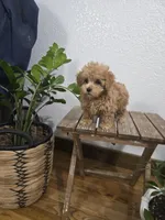 Rudy , a female Poodle - Toy  for sale in Montgomery, IN – Photo 3 of 10
