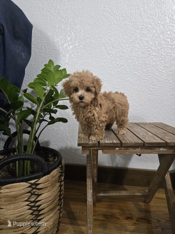 Rudy , a female Poodle - Toy  for sale in Montgomery, IN – Photo 1 of 10