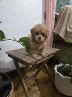Rudy , a female Poodle - Toy  for sale in Montgomery, IN – Photo 2 of 10