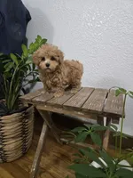 Rudy , a female Poodle - Toy  for sale in Montgomery, IN – Photo 7 of 10