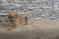 Puff, a male Pomeranian for sale in Montgomery, IN – 7 of 10
