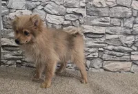 Puff, a male Pomeranian for sale in Montgomery, IN – 3 of 10