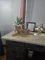 Puff, a male Pomeranian for sale in Montgomery, IN – 4 of 7
