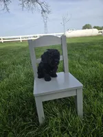 Ruby, a female Poodle - Toy  for sale in Montgomery, IN – Photo 2 of 9