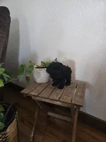 Ruby, a female Poodle - Toy  for sale in Montgomery, IN – Photo 3 of 9