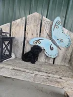 Ruby, a female Poodle - Toy  for sale in Montgomery, IN – Photo 9 of 9