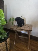 Ruby, a female Poodle - Toy  for sale in Montgomery, IN – Photo 4 of 9