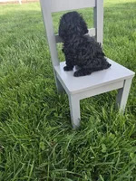 Ruby, a female Poodle - Toy  for sale in Montgomery, IN – Photo 5 of 9