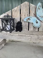 Ruby, a female Poodle - Toy  for sale in Montgomery, IN – Photo 8 of 9