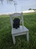 Ruby, a female Poodle - Toy  for sale in Montgomery, IN – Photo 1 of 9