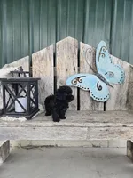 Ruby, a female Poodle - Toy  for sale in Montgomery, IN – Photo 6 of 9