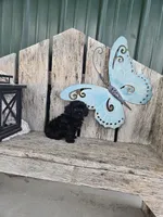 Ruby, a female Poodle - Toy  for sale in Montgomery, IN – Photo 7 of 9