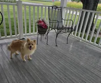 Maverick , a male Pomeranian for sale in Montgomery, IN – 7 of 9