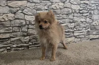Puff, a male Pomeranian for sale in Montgomery, IN – 10 of 10
