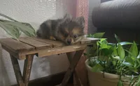 Jack , a male Pomeranian for sale in Montgomery, IN – 2 of 10
