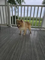 Maverick , a male Pomeranian for sale in Montgomery, IN – 4 of 9