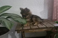 Jack , a male Pomeranian for sale in Montgomery, IN – 6 of 10