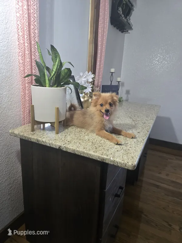 Puff – Pomeranian puppy for sale in Montgomery, IN