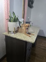 Puff, a male Pomeranian for sale in Montgomery, IN – 1 of 7